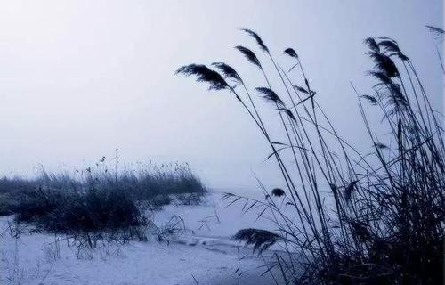 杜甫的千古名句露从今夜白,杜甫的白露诗