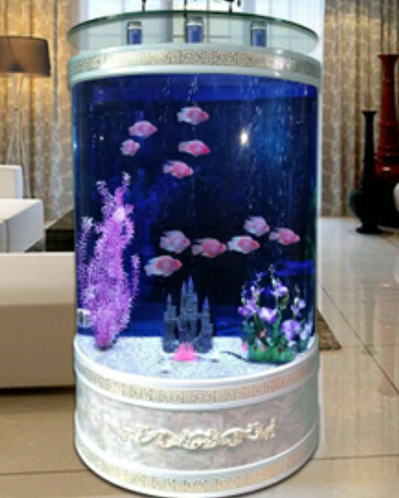 观赏鱼初入鱼缸注意事项,鱼缸养观赏鱼技巧