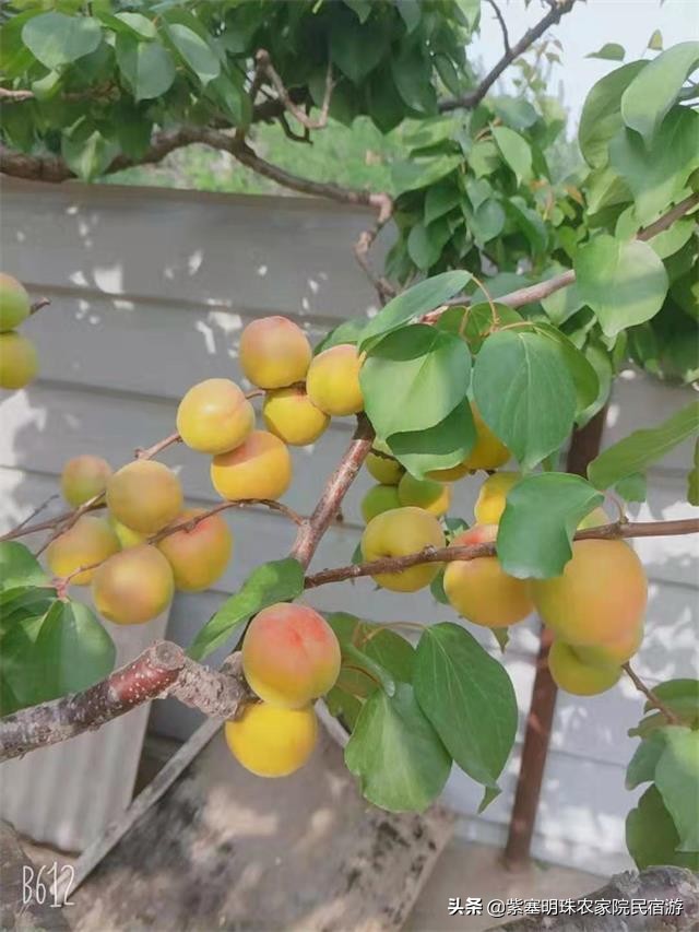 遵化有山有水的农家院,遵化美丽农家院