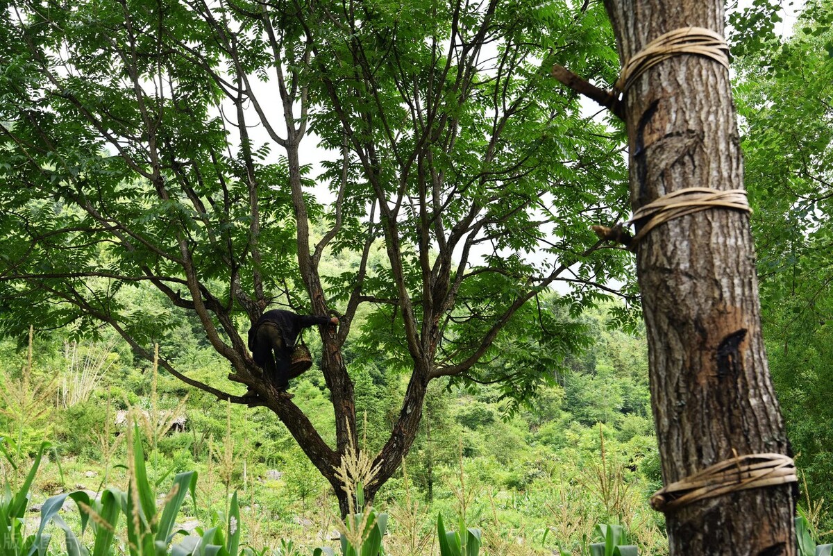 野外救命植物有哪些,农村常见的野外植物
