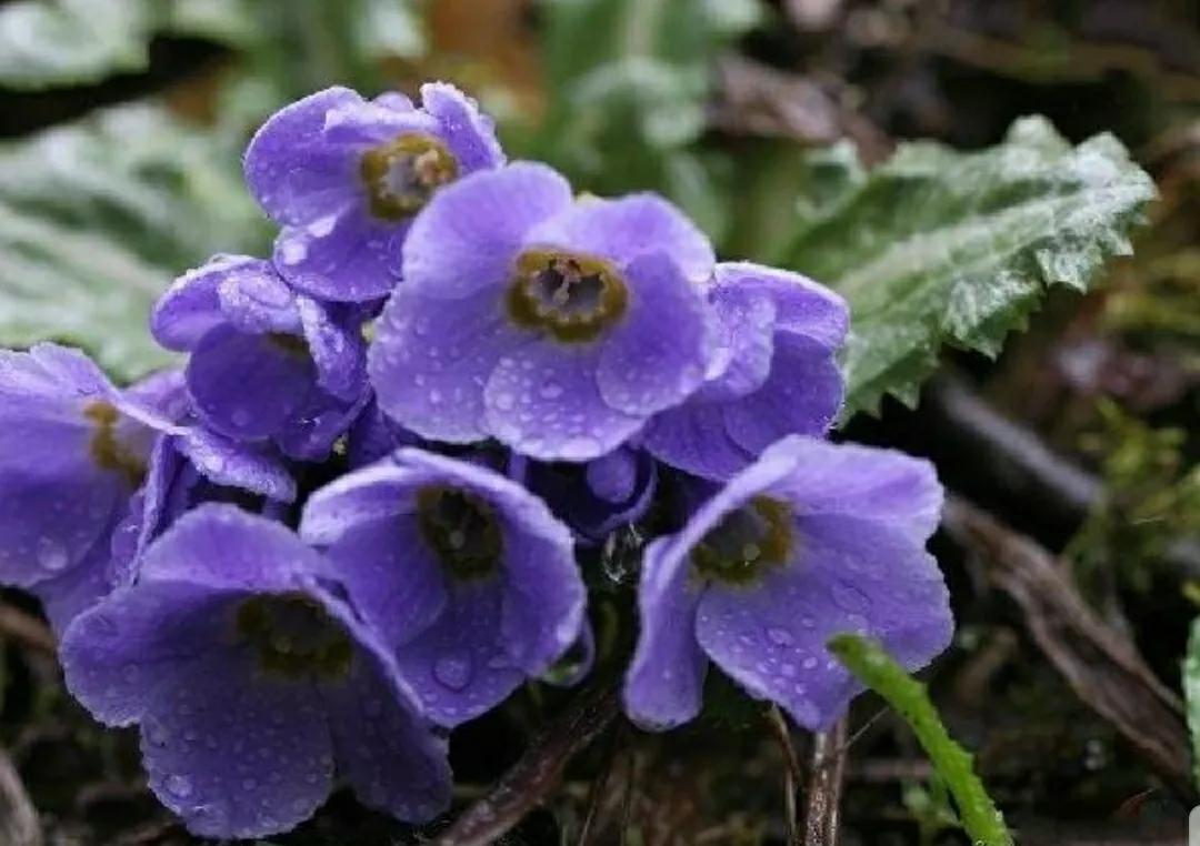 芳踪难觅濒危花!清新治愈篇:沙漠高原是吾家,豹子花的春天来了
