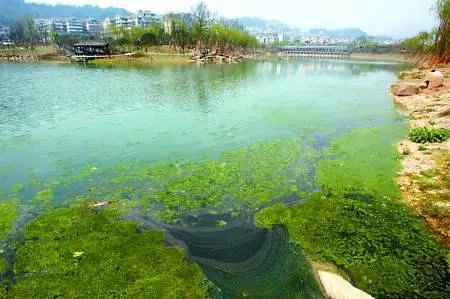 河蟹池塘青苔怎么治,河蟹养殖不良水质的判断方法