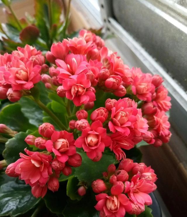 长寿花长得又粗又壮就是不开花,长寿花不开花浇啤酒行吗