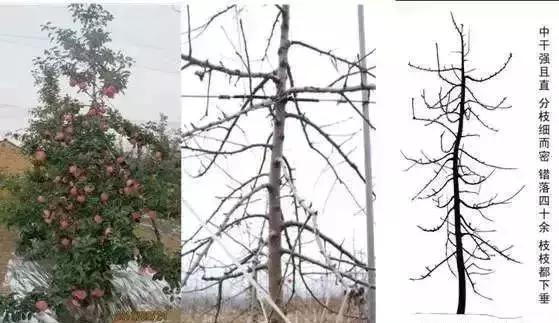 最省钱的果树修剪视频,果树修剪视频苹果树修剪技术