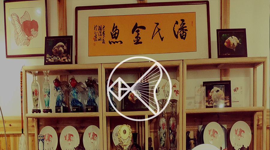 潘国诚谈养金鱼,福州潘国诚金鱼