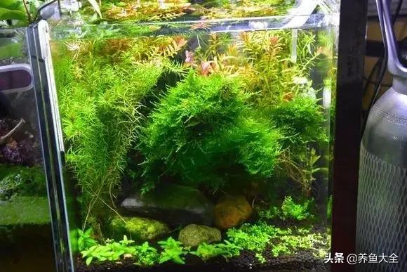 养鱼大神都养什么鱼,鱼缸养鱼都有哪些鱼