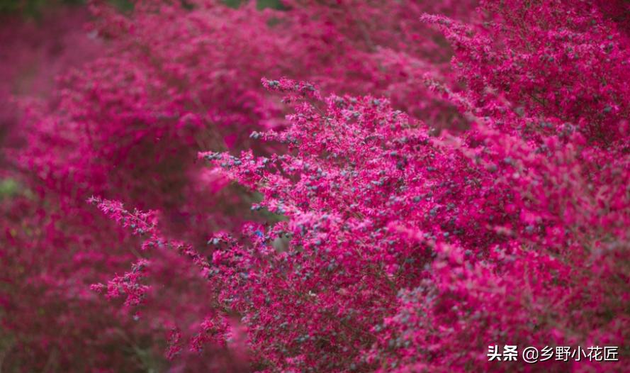红花檵木花期是什么时候,红花檵木最佳观赏期