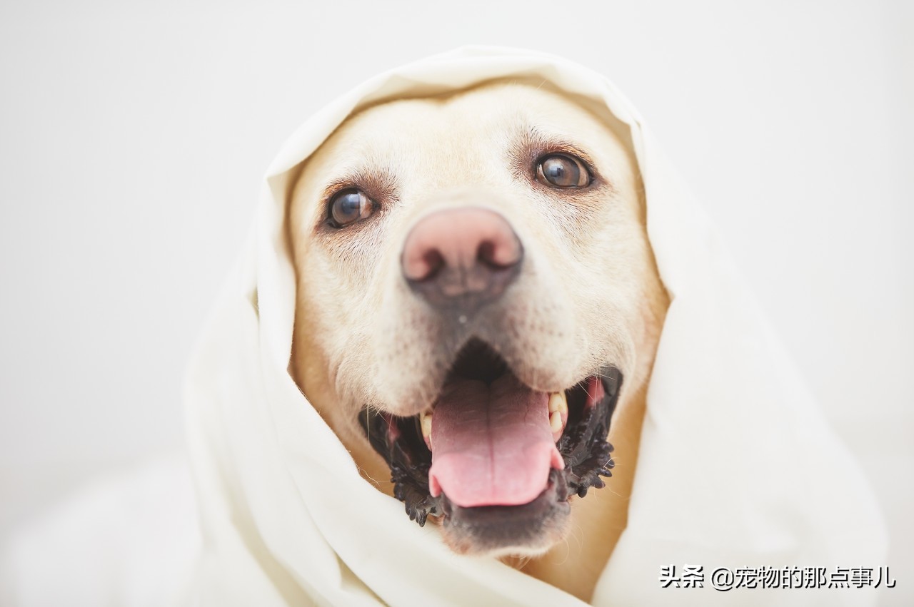 狗狗细小犬瘟是什么原因造成的,得了细小犬瘟的狗狗有啥症状