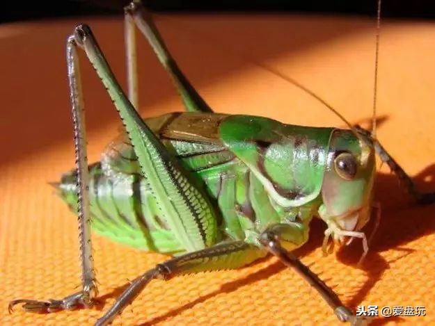 鸣虫之油葫芦和蝈蝈,蝈蝈蟋蟀油葫芦三大鸣虫叫声