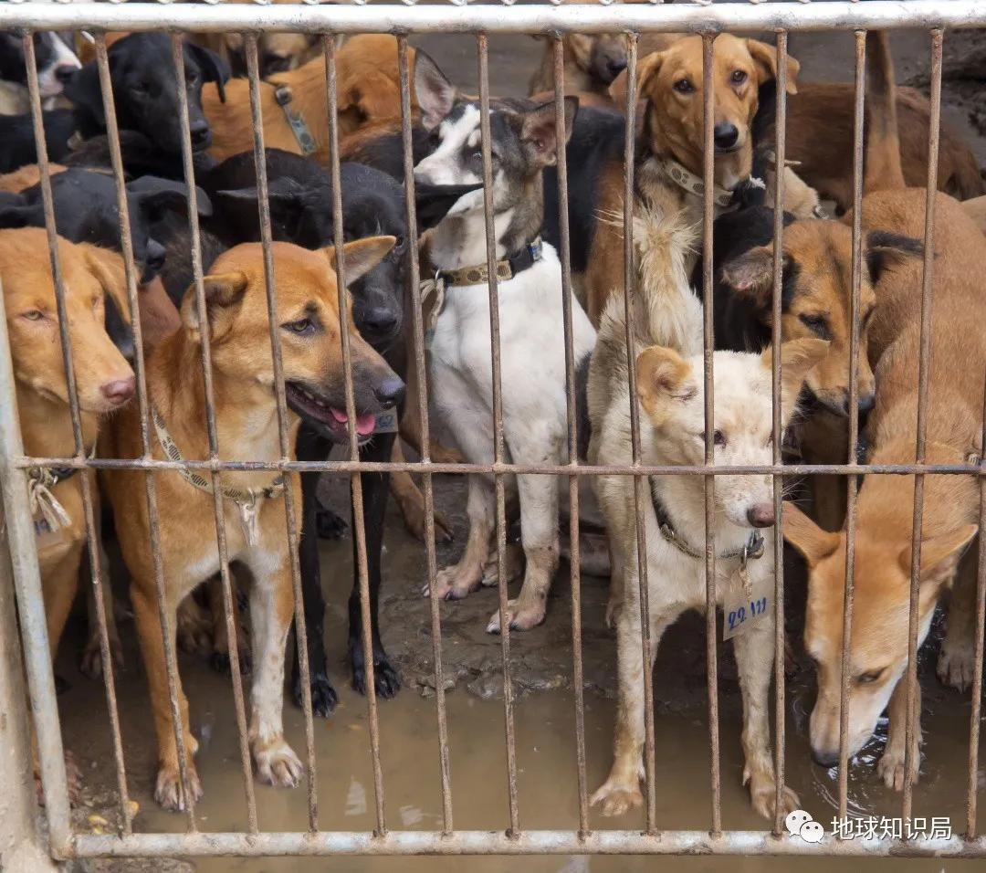 正宗朝鲜烀狗肉的方法,朝鲜风味狗肉