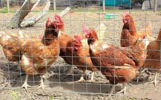 蛋鸡脱肛的原因及防治措施,蛋鸡脱肛严重有什么办法治吗