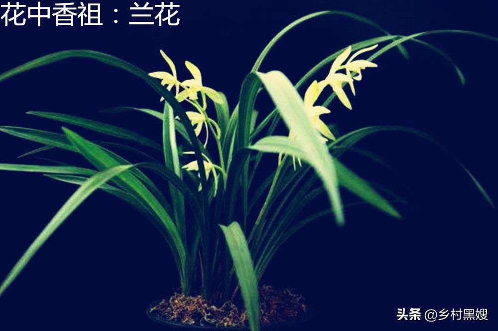 空谷幽兰的兰花是什么品种,蝴蝶兰空谷幽兰