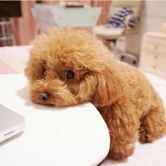 泰迪犬拉稀有什么方法治,泰迪犬吃羊奶拉稀怎么办