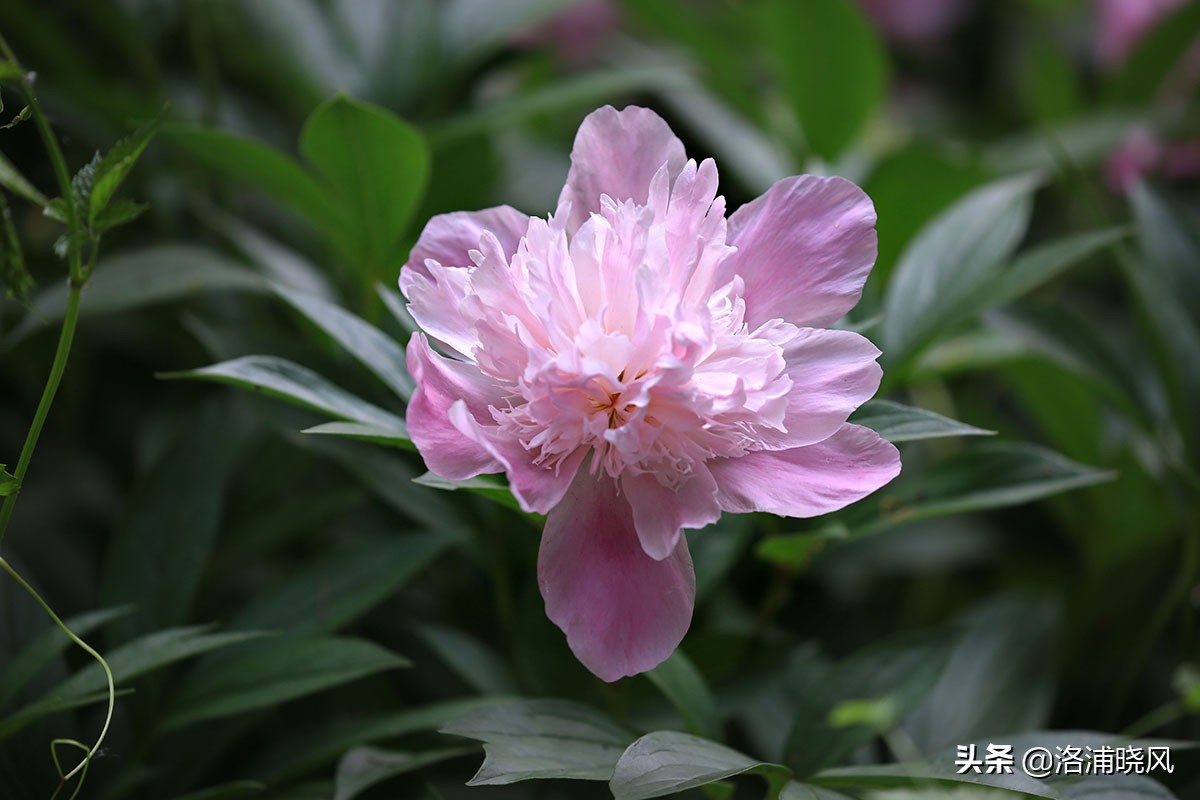 大院绿化的回忆——顺便看看院里的芍药定个究竟有多少种？