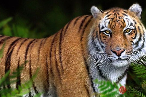 属虎的和属鼠的相配,属虎的和属龙相配