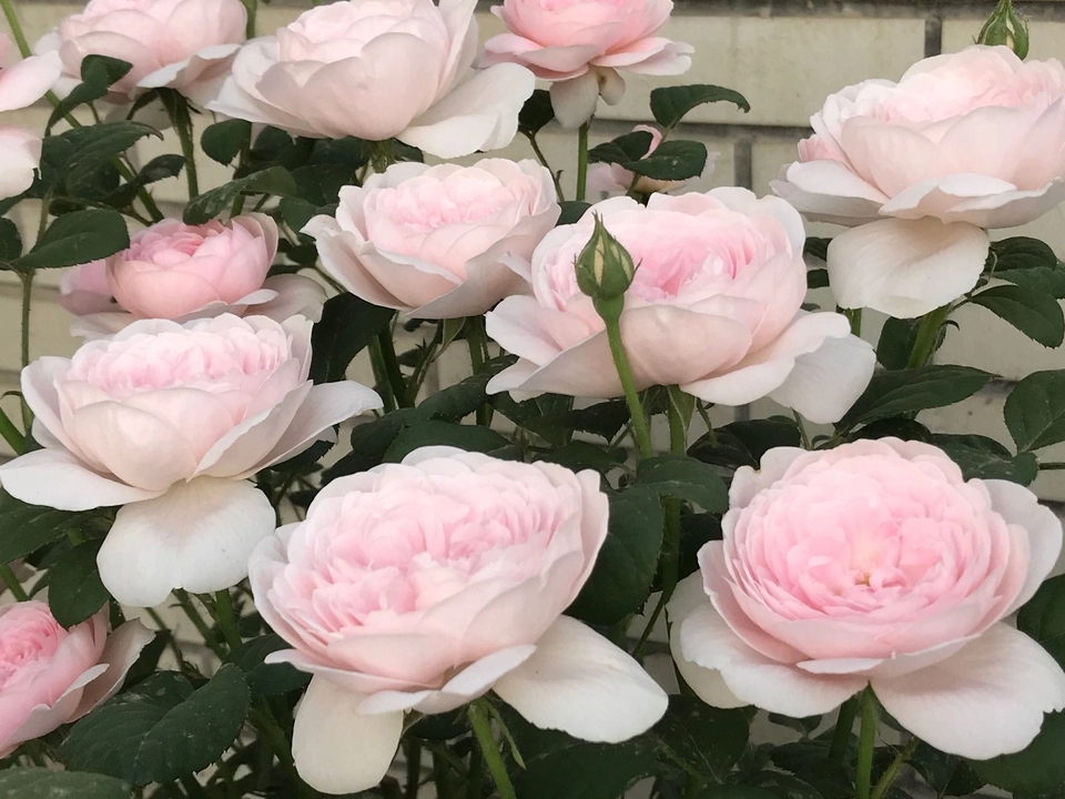 为什么月季大神喜欢给月季花的花苞套网套？好处坏处讲清楚了