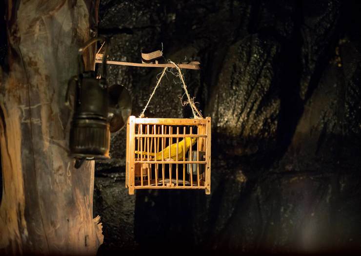 一种来自非洲的野鸟,被人工繁育出数百个品种,惊艳了整个世界