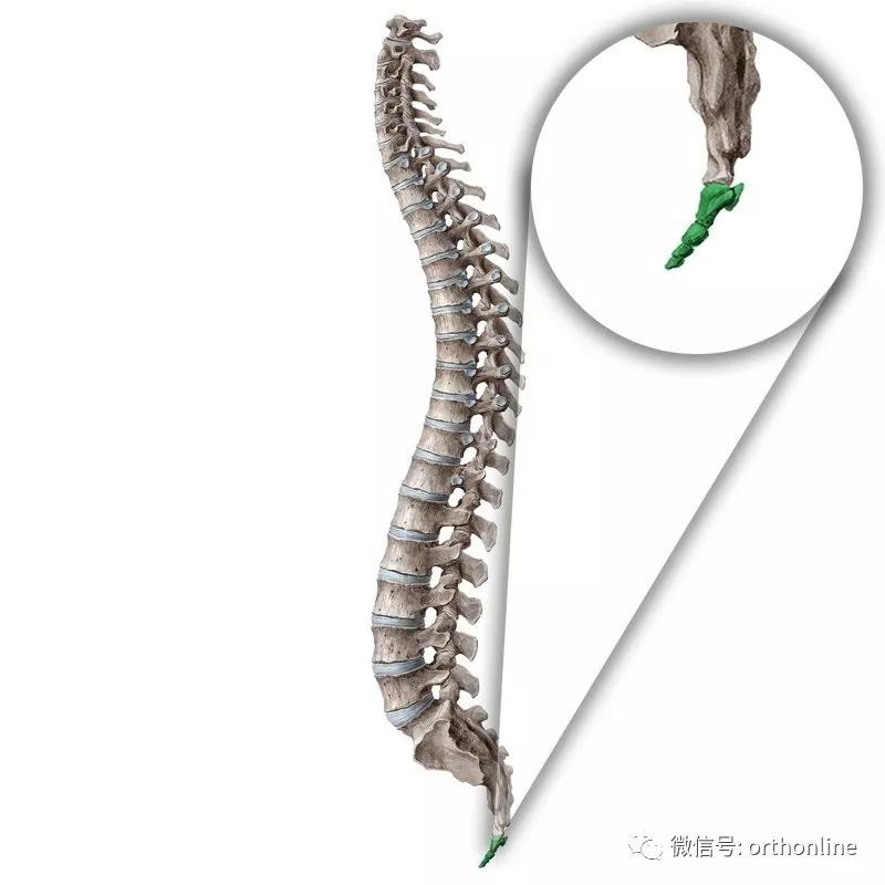 超全的脊柱功能解剖珍藏版,脊柱解剖的基本要点珍藏版