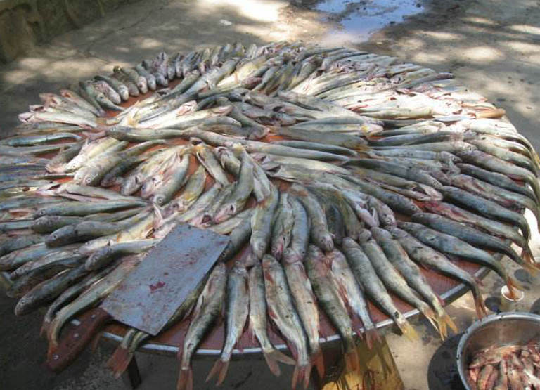 青海湖淡水湟鱼,青海湖湟鱼洄游产卵最佳观赏时间