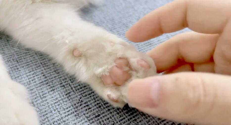 不能对猫咪做这三种事 (猫咪这三种行为一定要打)