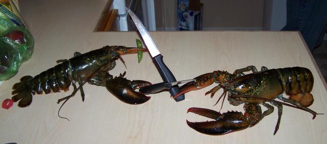 6个龙虾冷知识，实现龙虾自由的你，知道几个呢？