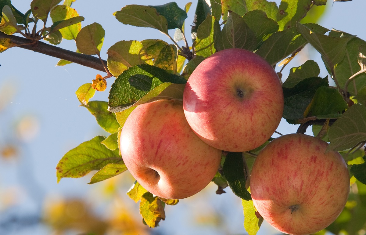 果农赚不到钱怎么办,现在果农种植苹果还有前途吗