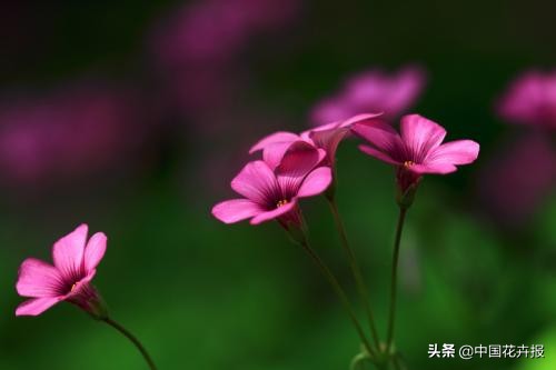 适合花园的花花草草,如何打造四季都有花的花园