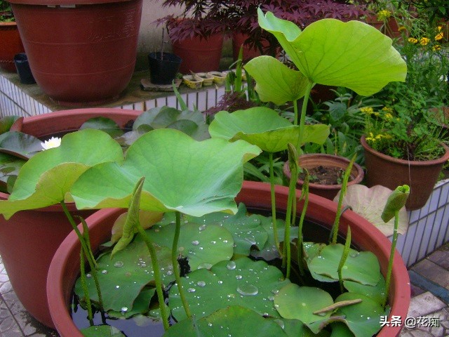 说好的碗莲呢?养了3年,连一朵花都没见,最后只收获一堆菜藕