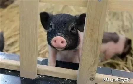 「7月10日猪价」今日猪价大幅上涨,或将正式进入7月涨势潮流