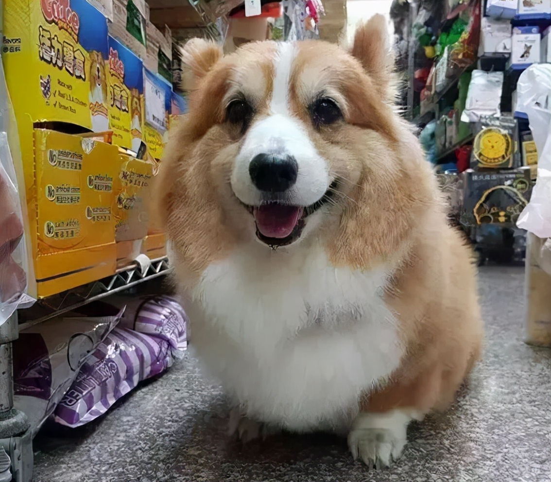 柯基46斤减肥,怎么训练柯基游泳减肥