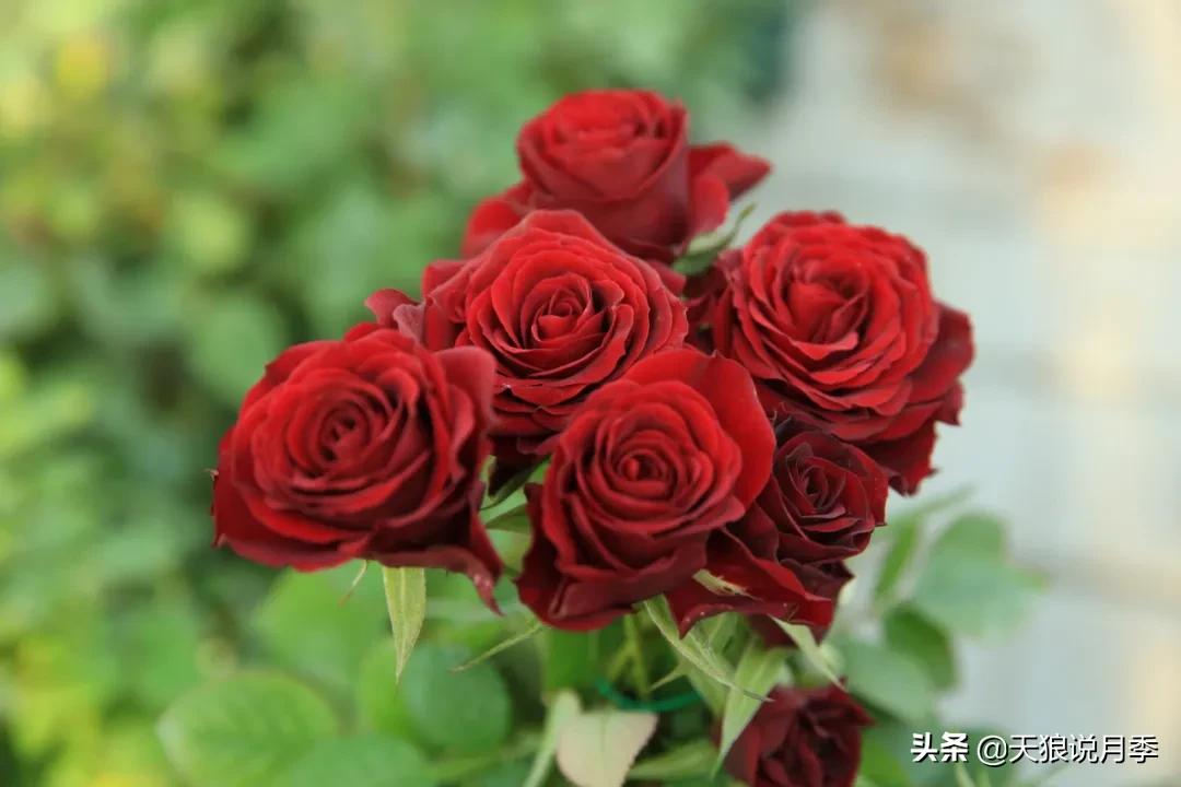 康康最厉害的时刻,康康高光合集