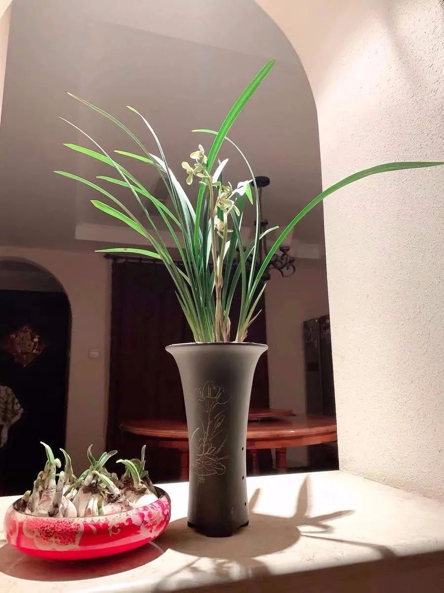 养花人最值得养的十二种花，一种花一种风华，你家养了几种？