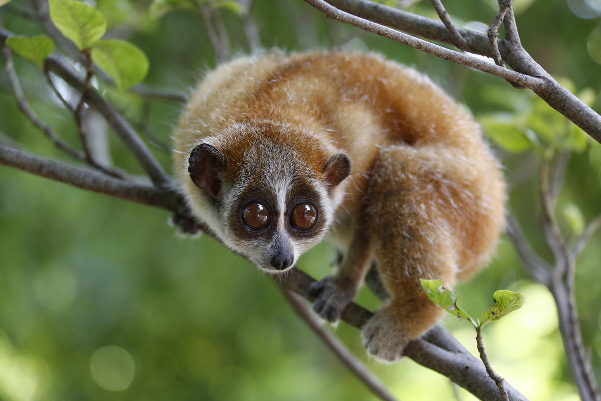 云南有野生蜂猴,云南德宏一级保护动物蜂猴