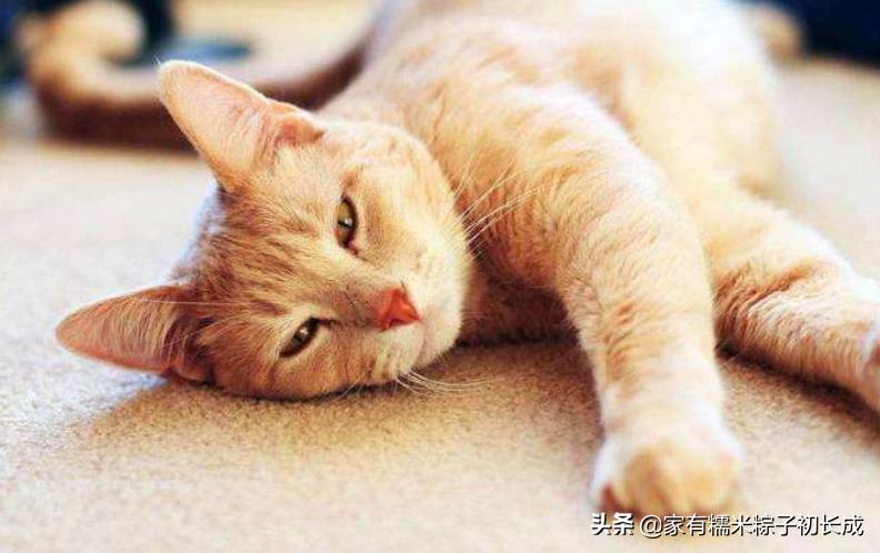 严重猫癣的症状及治疗方法,猫癣怎么治越来越严重了