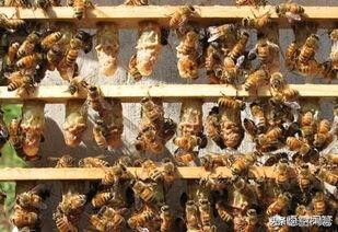 王台成长变化过程,王台的发育变化过程图片