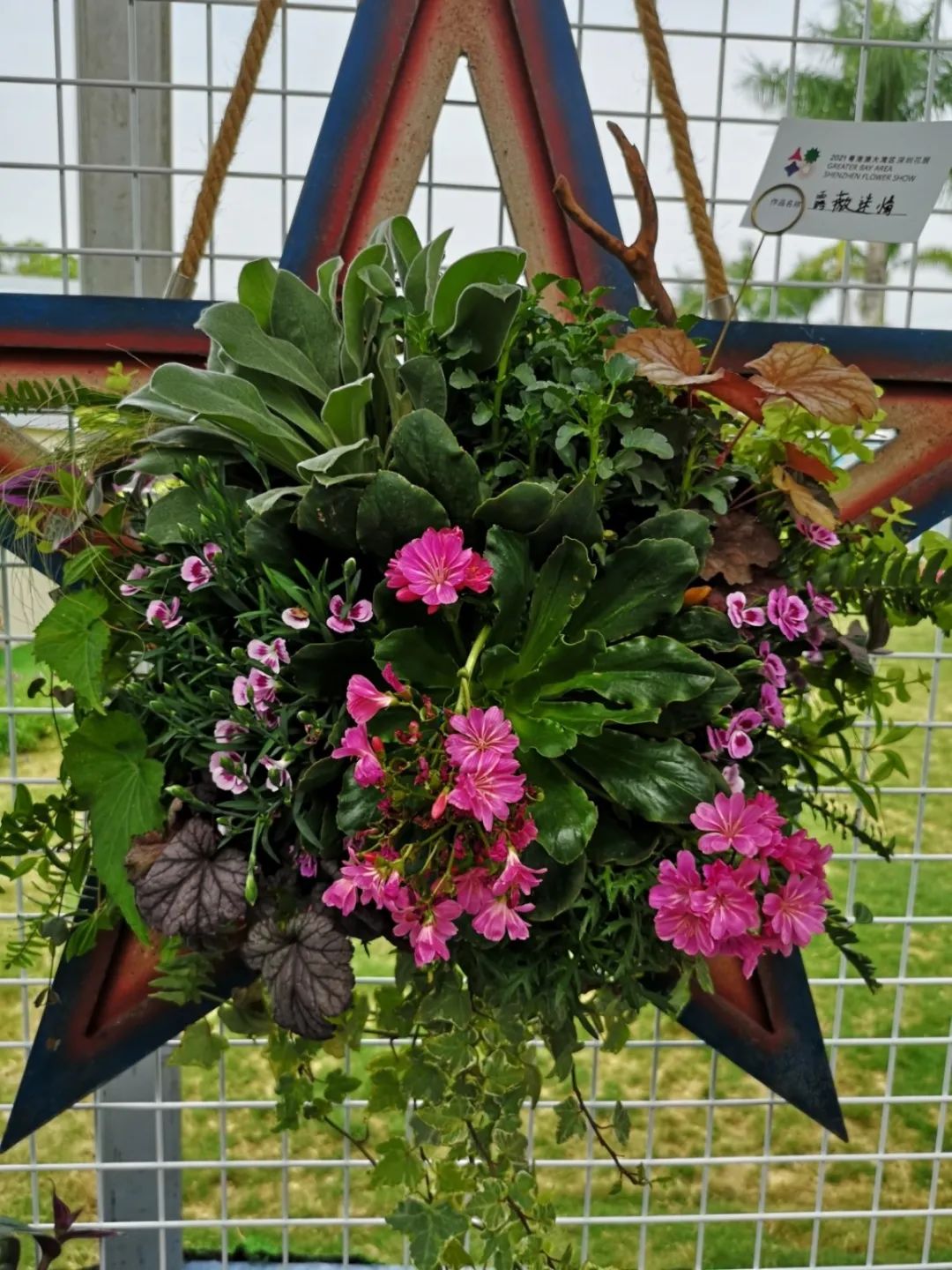 这个花展上的新优品种，为什么这么美？