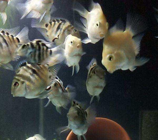 以剥削别人的利润购买而来的观赏鱼，是养不好的！