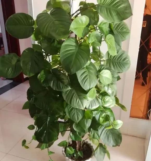 绿萝怎么养才能更旺盛生活小技巧,绿萝冬天怎么养才能更旺盛小妙招