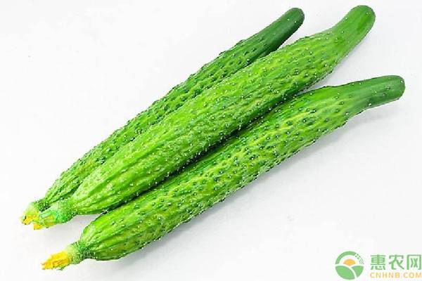 现在种植黄瓜什么品种好,今年黄瓜种植行情分析