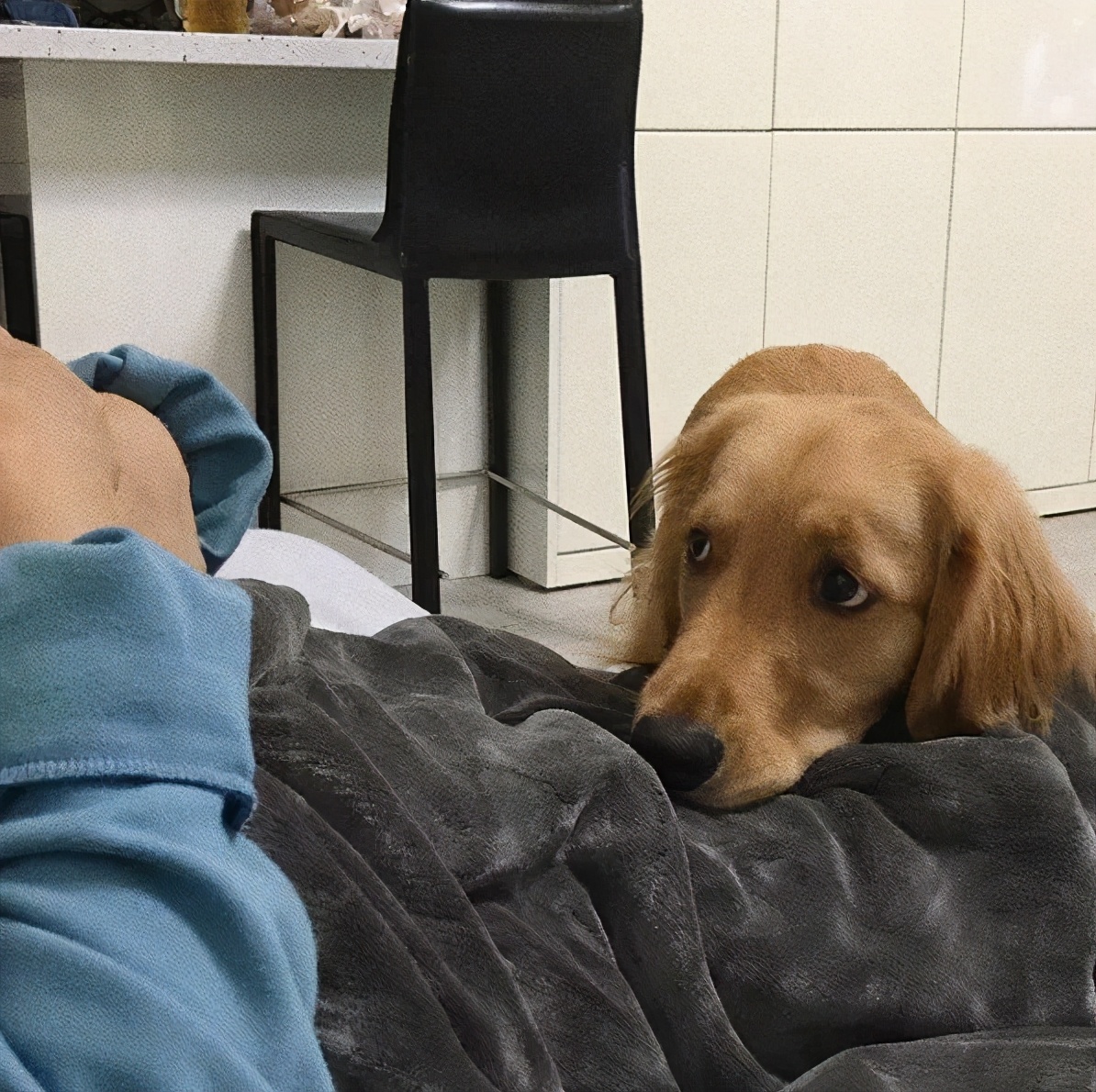 怀孕了，就把狗扔了吧，多脏啊