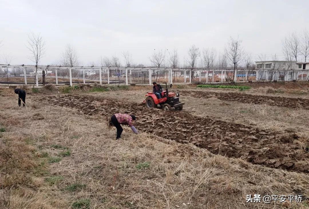 平桥区明港镇：防疫不松劲春耕备播忙