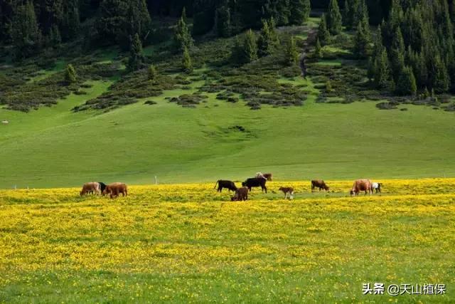 伊犁可克达拉草原,伊犁草原之旅