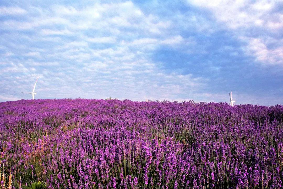 美哭了天津薰衣草花海盛放,美cry