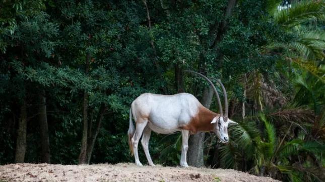 奥兰多主题公园,世界游乐场之都奥兰多