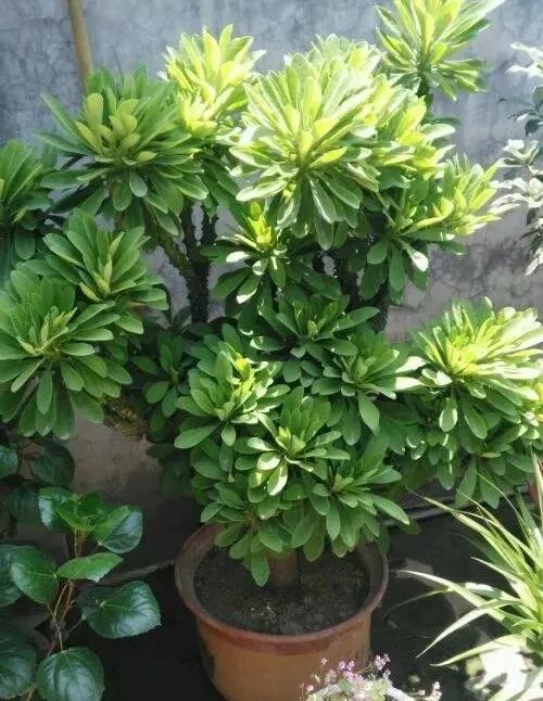 多肉植物有毒吗误食了怎么办,多肉植物真的有毒吗视频