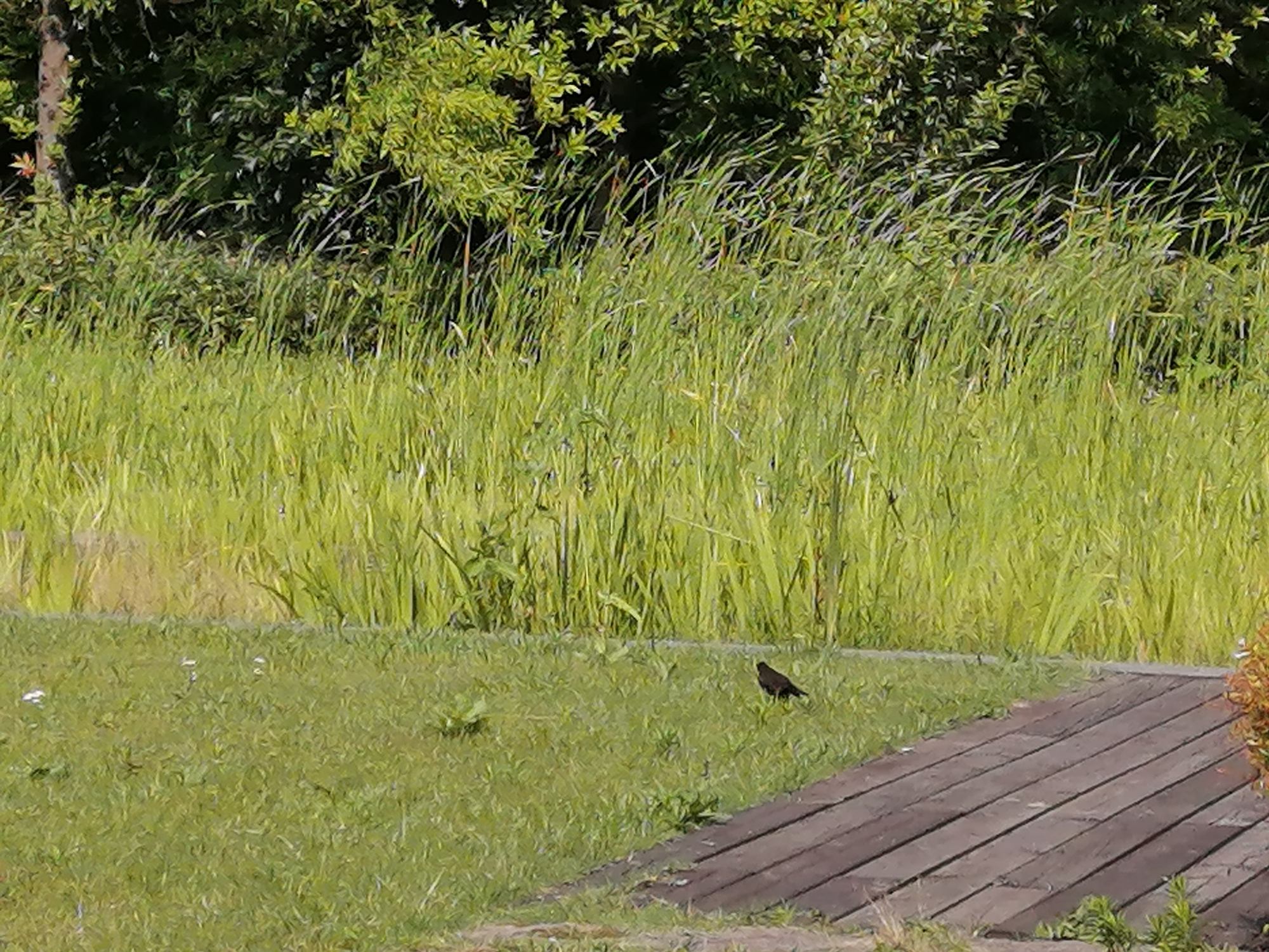 华为麦芒8测评视频,无畏前行3