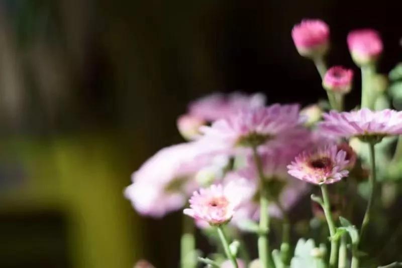 向来缘浅奈何情深啥意思,向来缘浅怎奈何情深伴奏