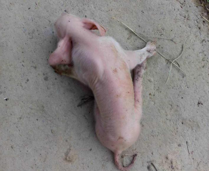 母猪站立不稳身体发抖是什么原因,小猪发抖站不稳是什么原因