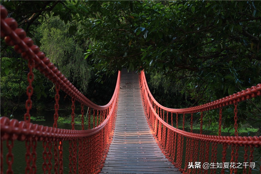 东湖公园菊花展今天还有开放吗,深圳东湖公园菊花展图片