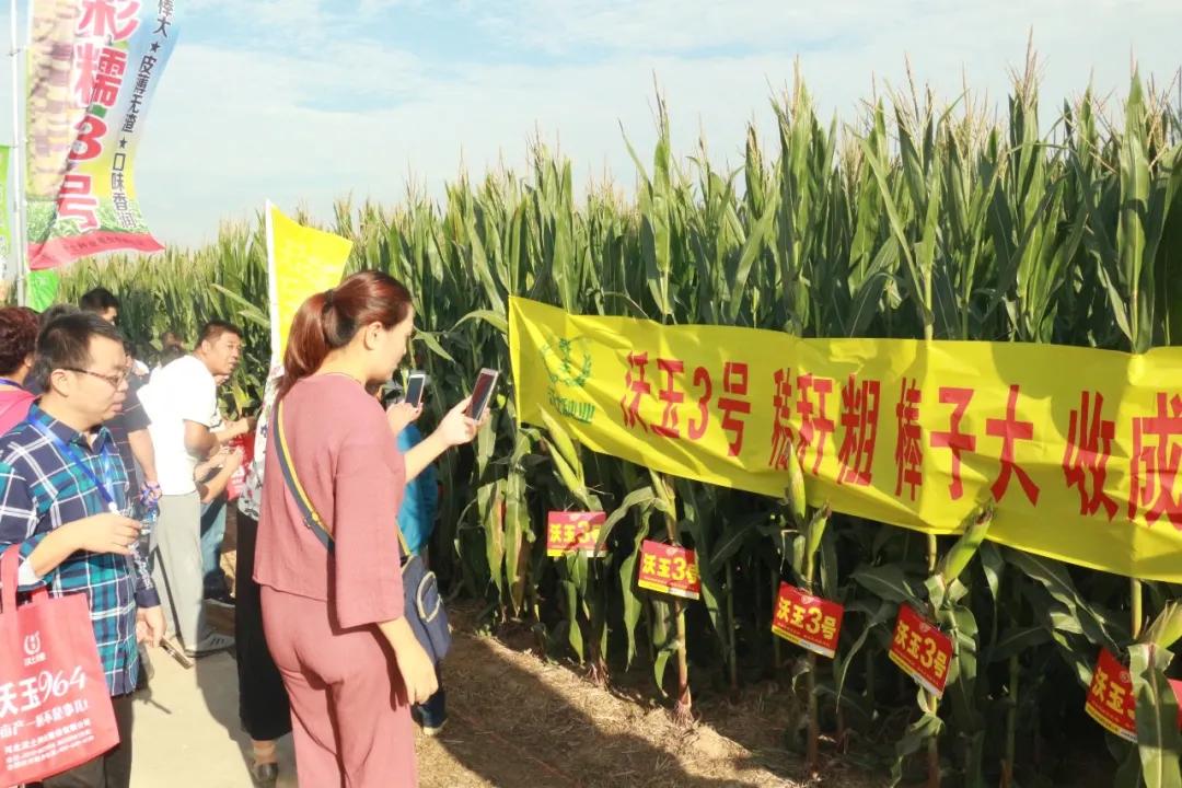 鑲ヤ埂娌冨湡绉嶄笟,鑲ヤ埂娌冨湡绉嶄笟鏈夐檺鍏徃鍦板潃